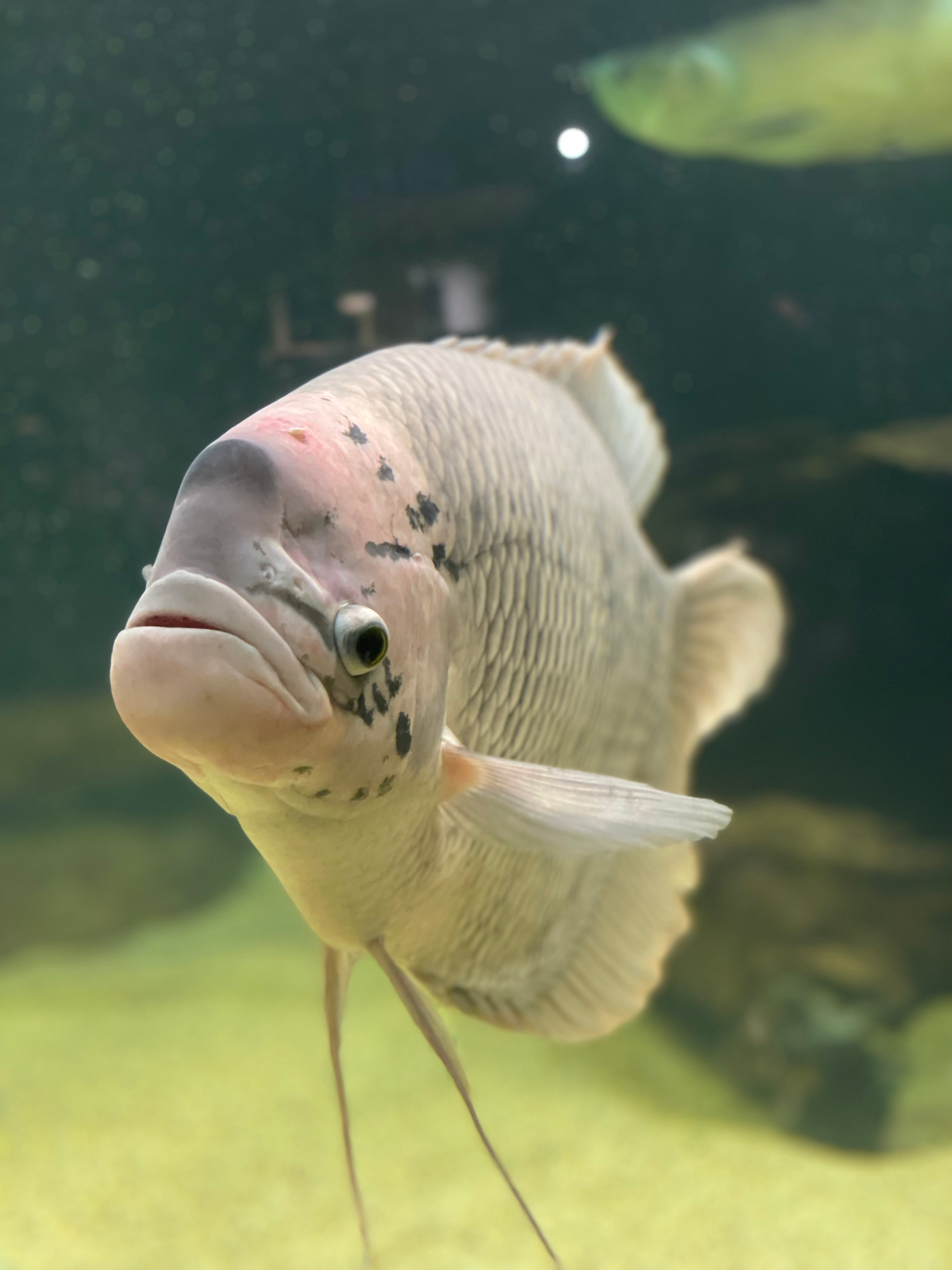 VODN MINIZOO BAKA VODA CZ