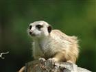 Paviln surikat 
(klikni pro zvten)