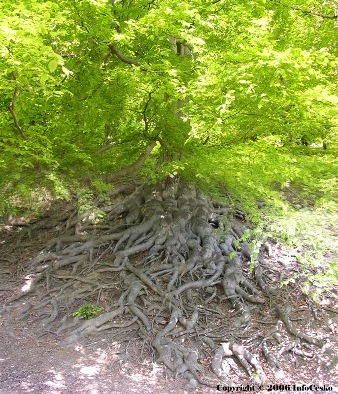 HUKVALDSKÁ OBORA
