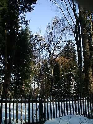 Arboretum bukovina