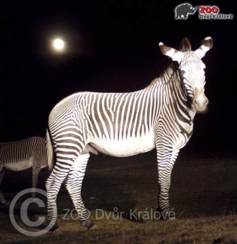 Večerní safari