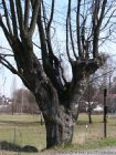 Pamtn strom na rozcest u elezn 
(klikni pro zvten)